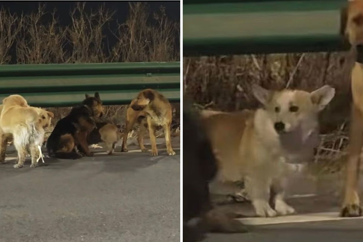 7 köpeğin kesimhaneden inanılmaz firarı: Askeri disiplinle 16 kilometre yürüdüler!\'\'
