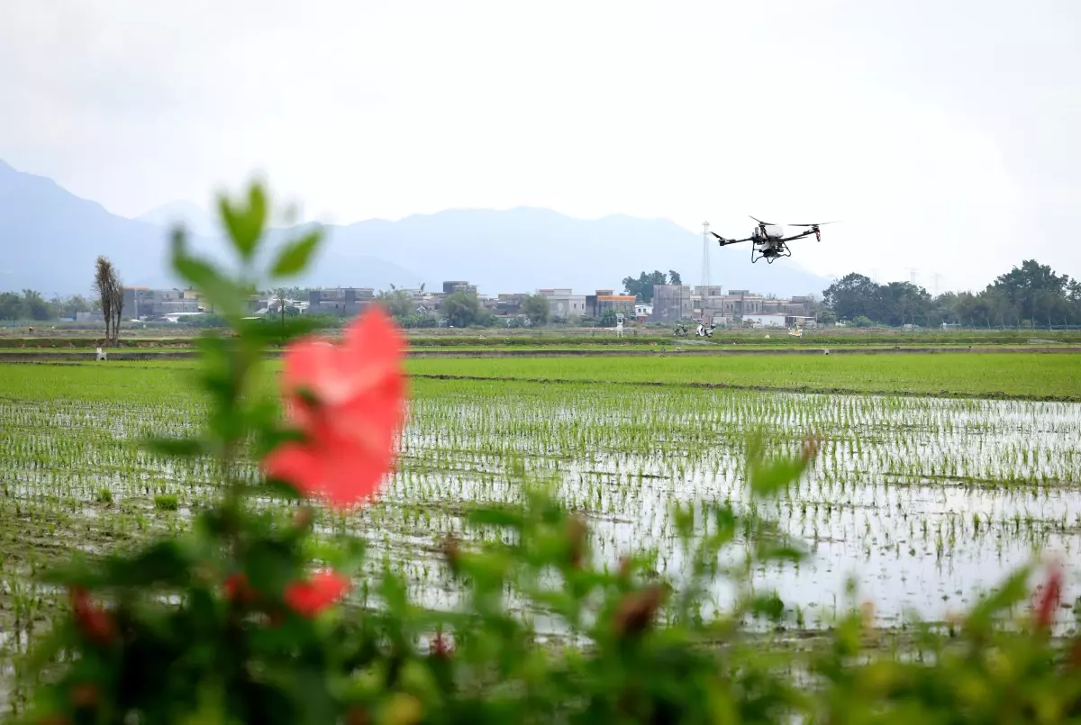 Taishan\'da Akıllı Tarım Dönüşümü