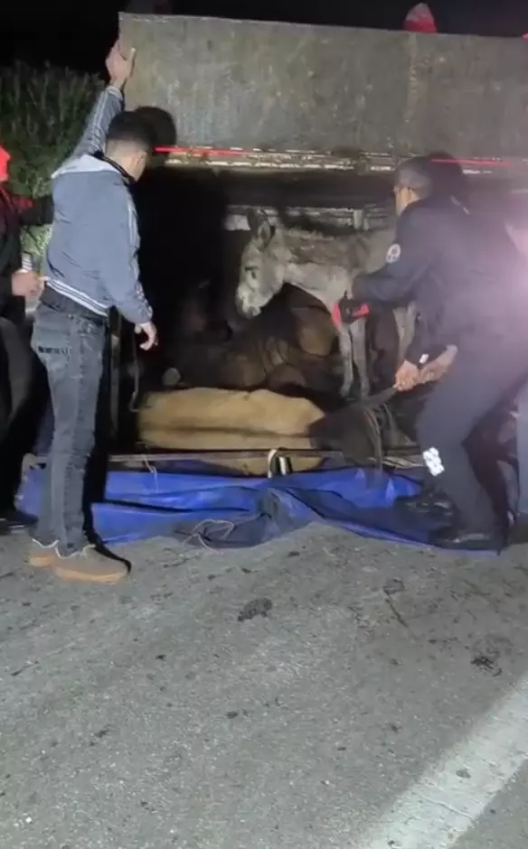 Adana’da Kamyonet Devrildi, Eşekler Yaralandı