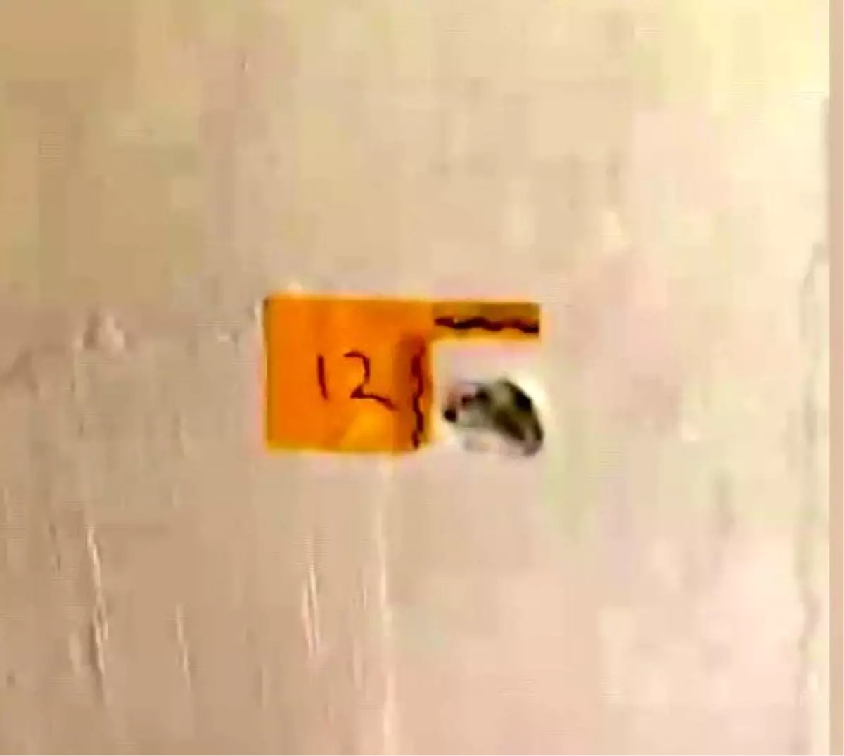 Adana\'da Polis Kılığında Silahlı Saldırı