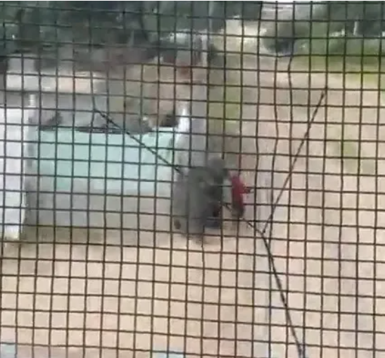 Raylarda mucize: Trenin çarpmasına saniyeler kala küçük çocuğu böyle kurtardı