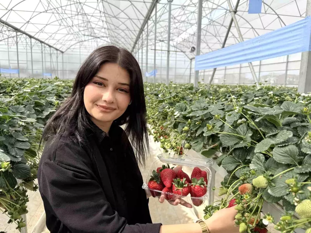 Tarsus\'ta topraksız tarımda ilk çilek hasadı yapıldı