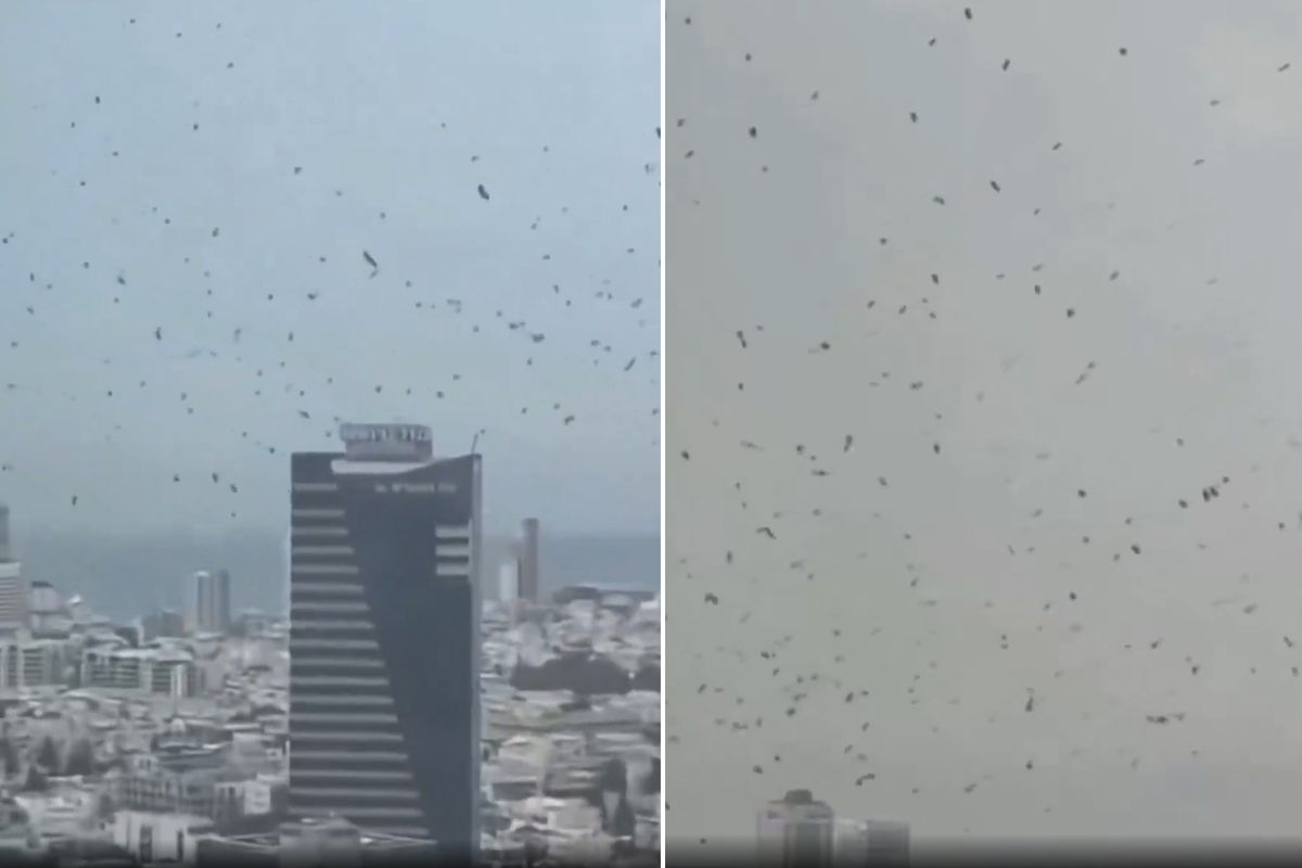 Tel Aviv\'de karga istilası! İzleyen herkes aynı yorumu yapıyor