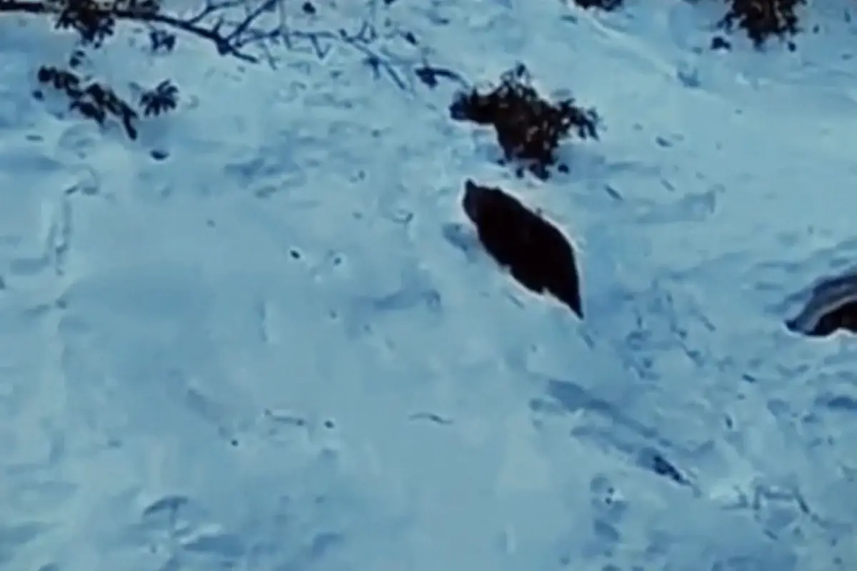 Ayder\'de ayı yine sahnede! Kaçkarlar\'da vahşi doğa heyecanı