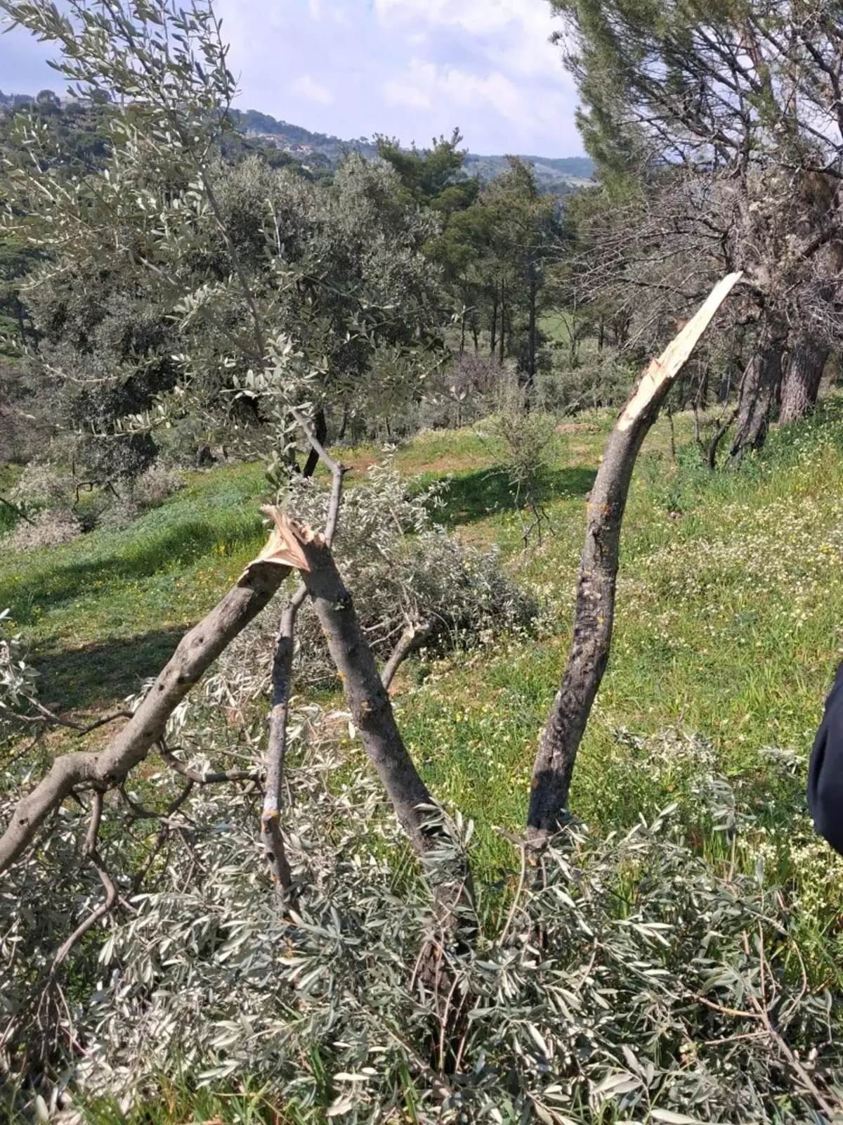 Koçarlı\'da Ağaç Katliamı!