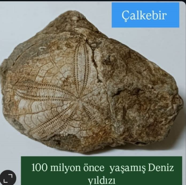 Baklan'da milyonlarca yıllık deniz yıldızı fosili bulundu Baklan'da milyonlarca yıllık deniz yıldızı fosili bulundu