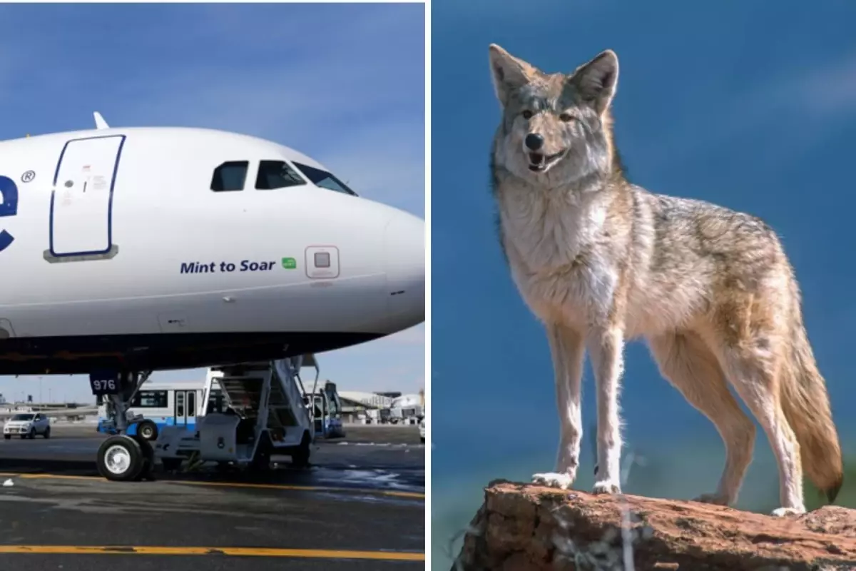 Kalkışta korku anları! Pistte kır kurduna çarpan uçak acil iniş yaptı