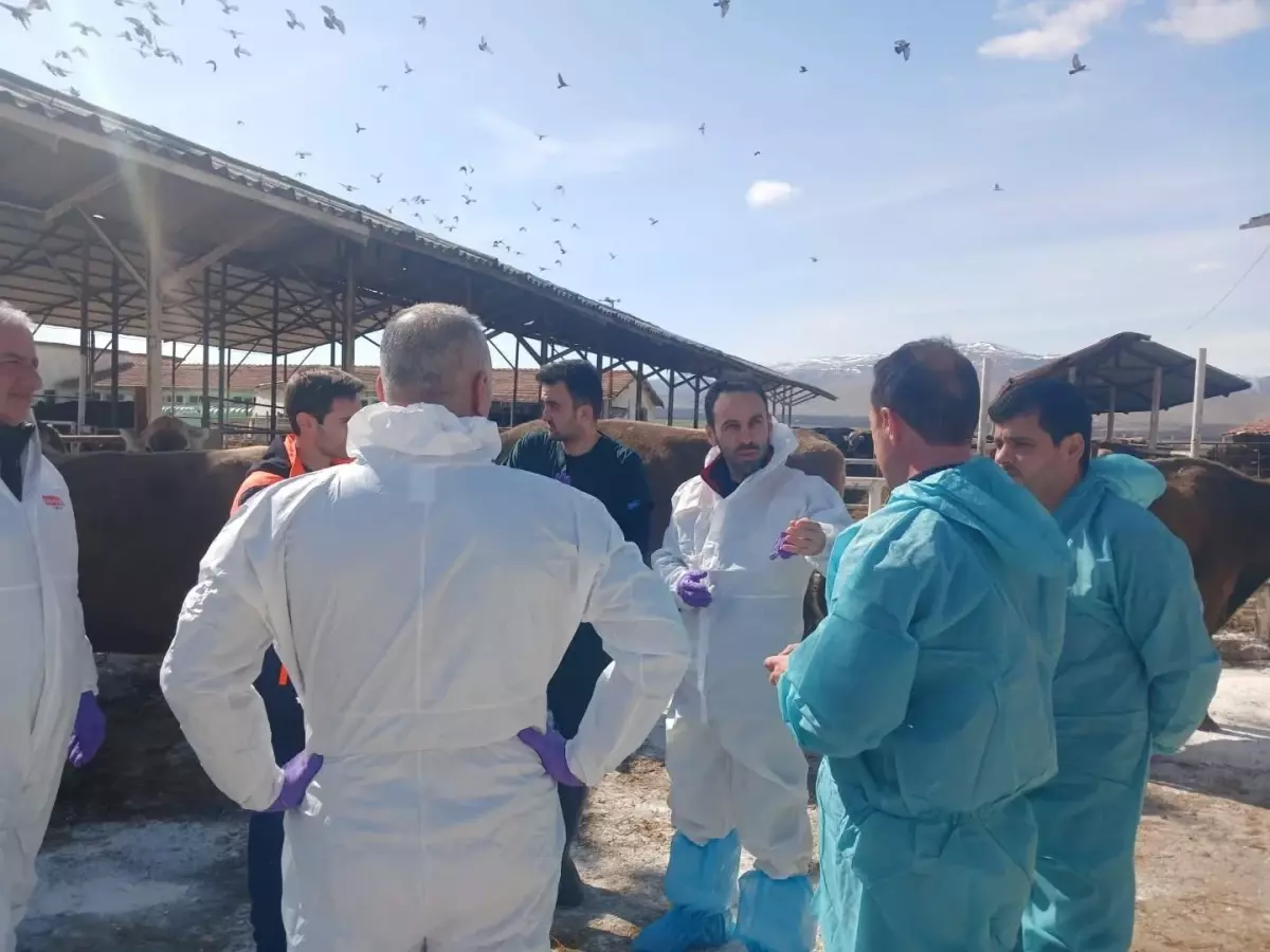 Malatya\'da Şap Hastalığı Karantinası