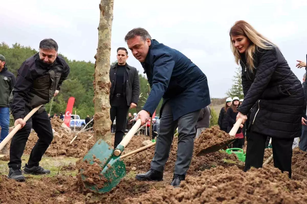 Bilecik\'te 700 Çınar Fidanı Dikildi