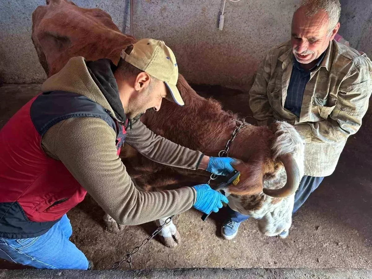 Tunceli\'de Şap Aşılama Çalışmaları Devam Ediyor