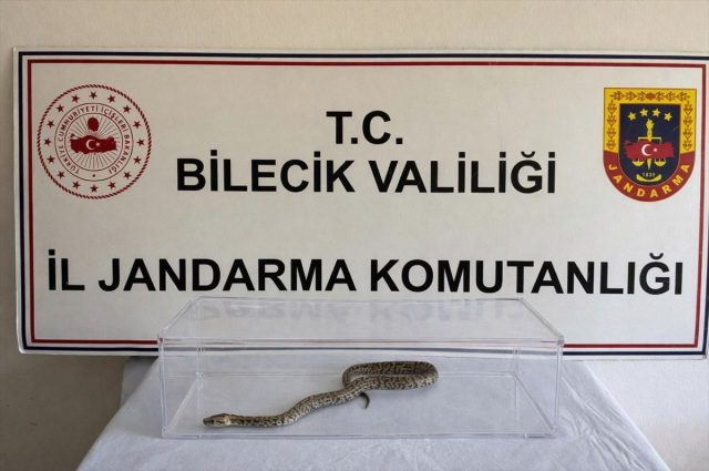 Bilecik'te jandarma operasyonunda nesli tükenme tehlikesindeki piton ele geçirildi Bilecik'te jandarma operasyonunda nesli tükenme tehlikesindeki piton ele geçirildi