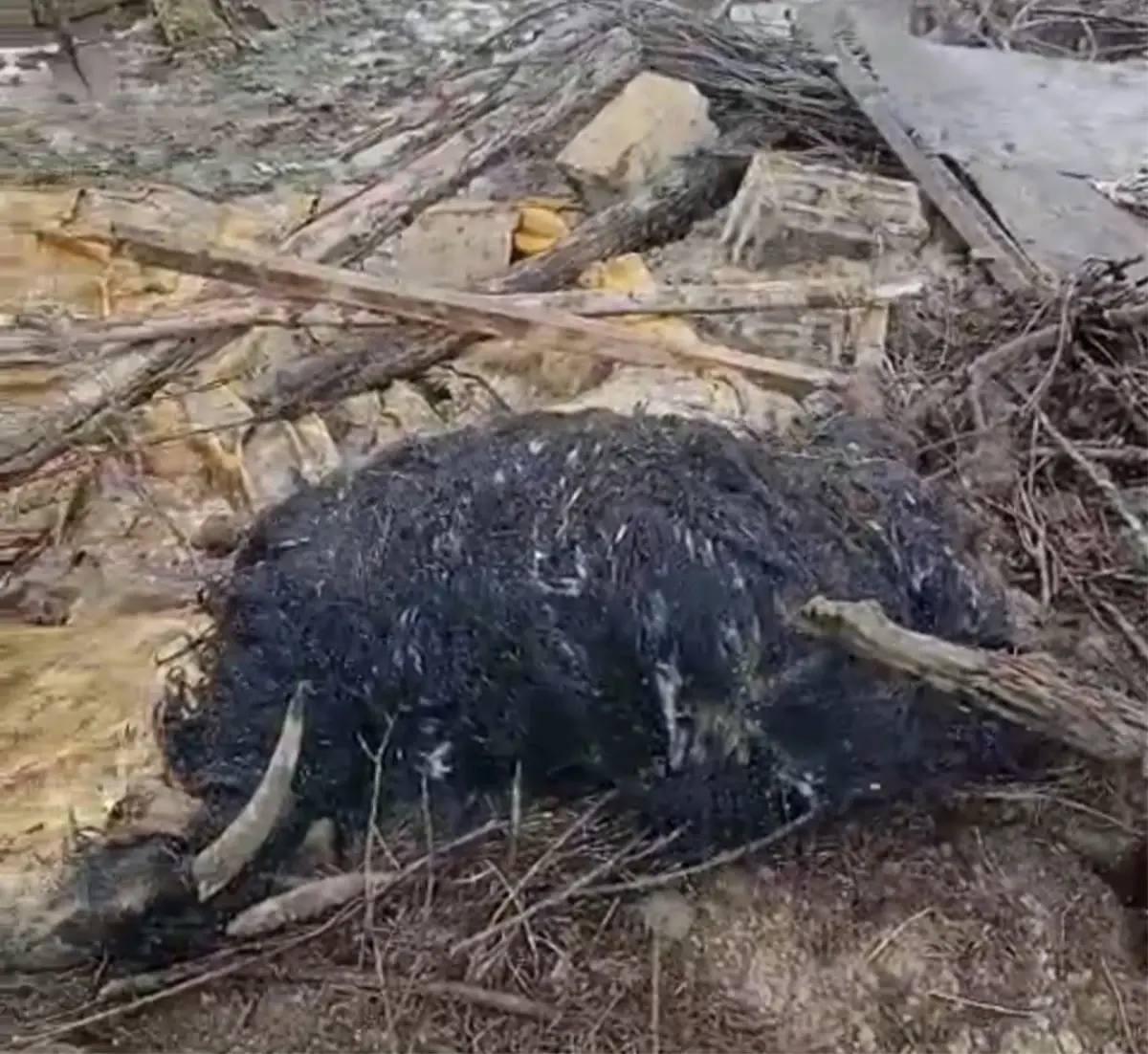 Başkale\'de Yağış Sonrası Ahır Çöktü