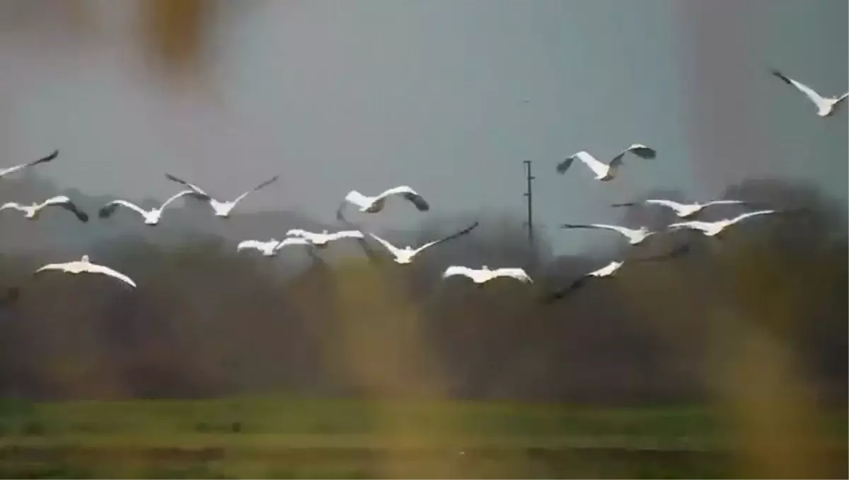 Boğazköy Barajı\'nda Pelikanlar Misafir