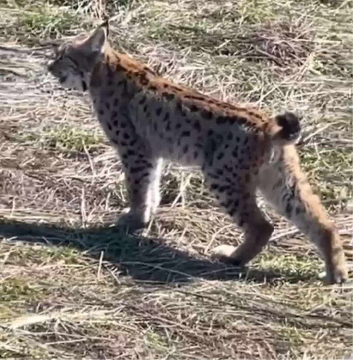 Vaşak Sivas\'ta Çığlık Attı