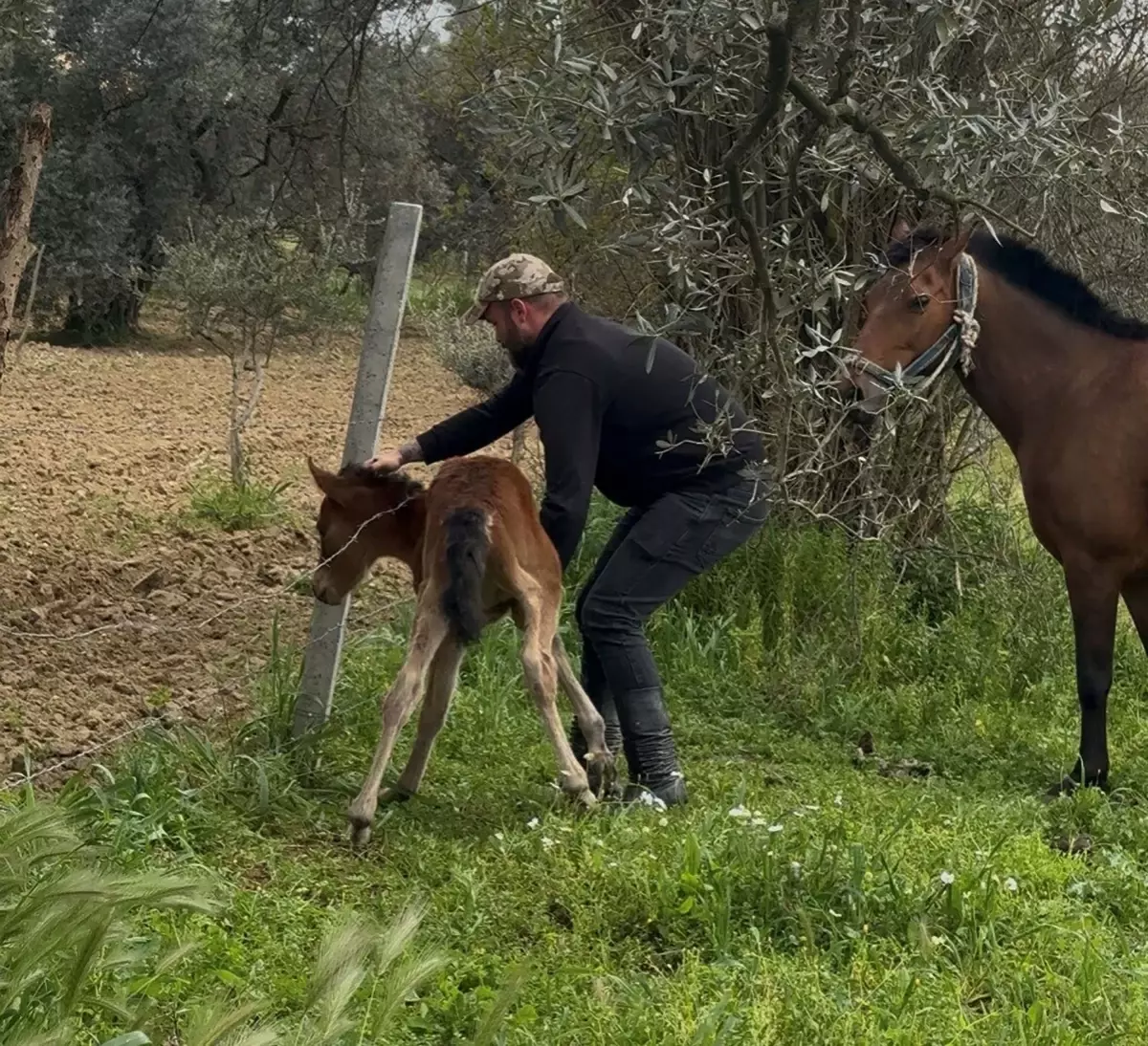 Dikenli Tellerdeki Tay Kurtarıldı