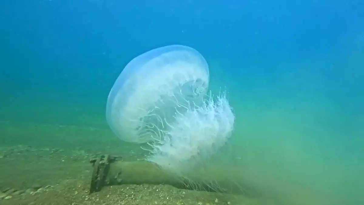 Antalya\'da Denizanası Geçişi Kıyılara Ulaştı