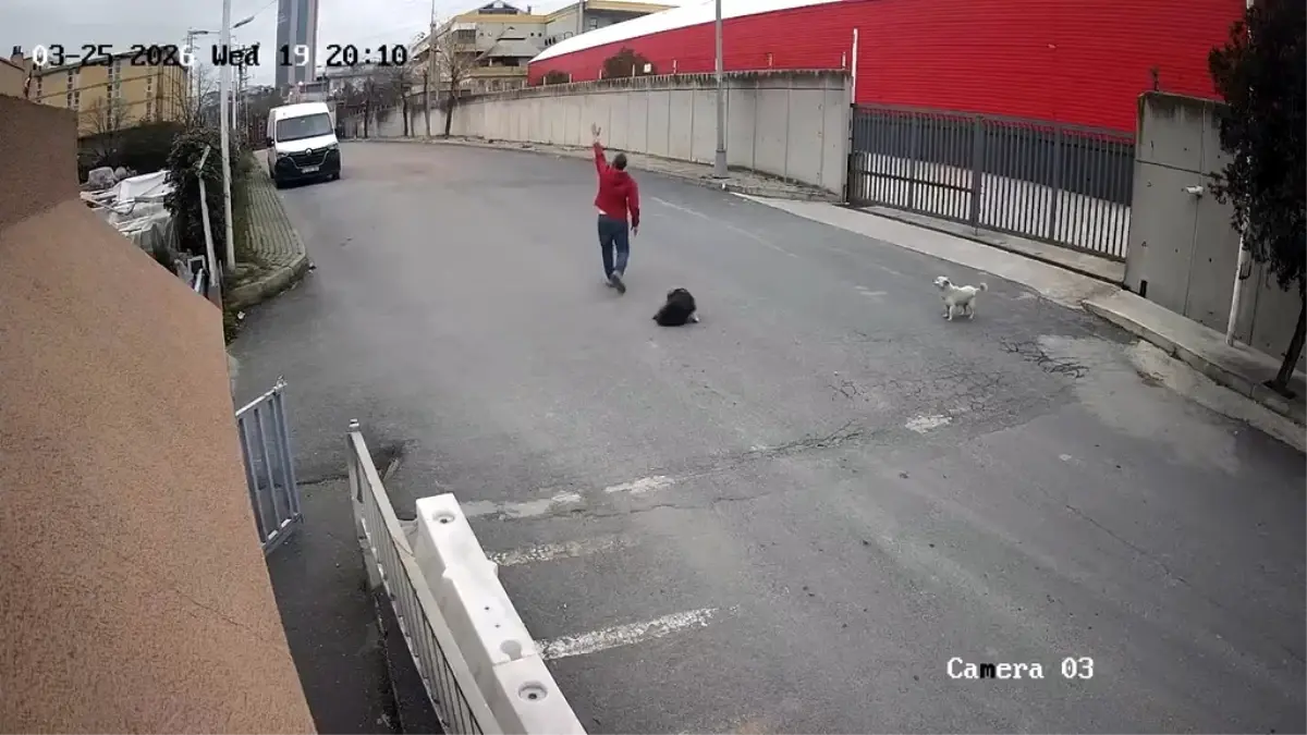 Cip Köpeğin Üzerinden Geçti