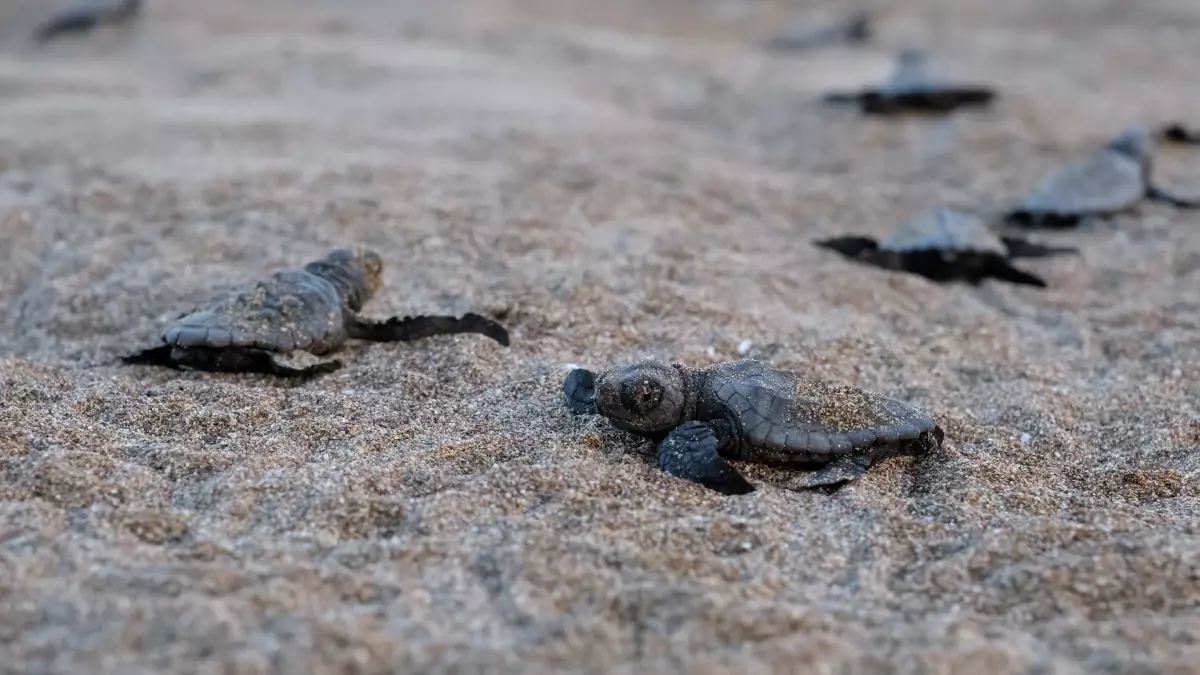Sıfır Atık Günü\'nde Farkındalık Vurgusu