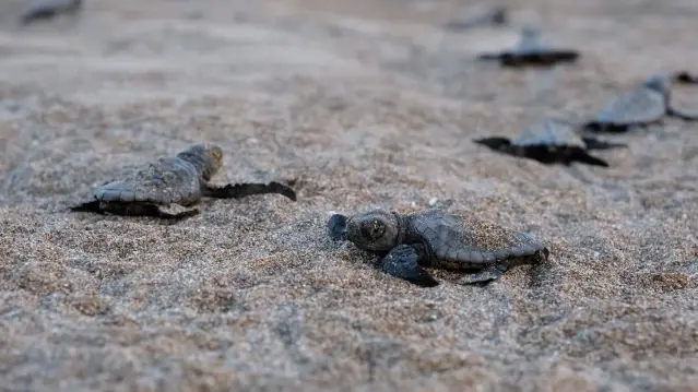 Bakan Kurum: Sıfır Atık Hareketi ile Daha Adil Bir Dünya Mümkün