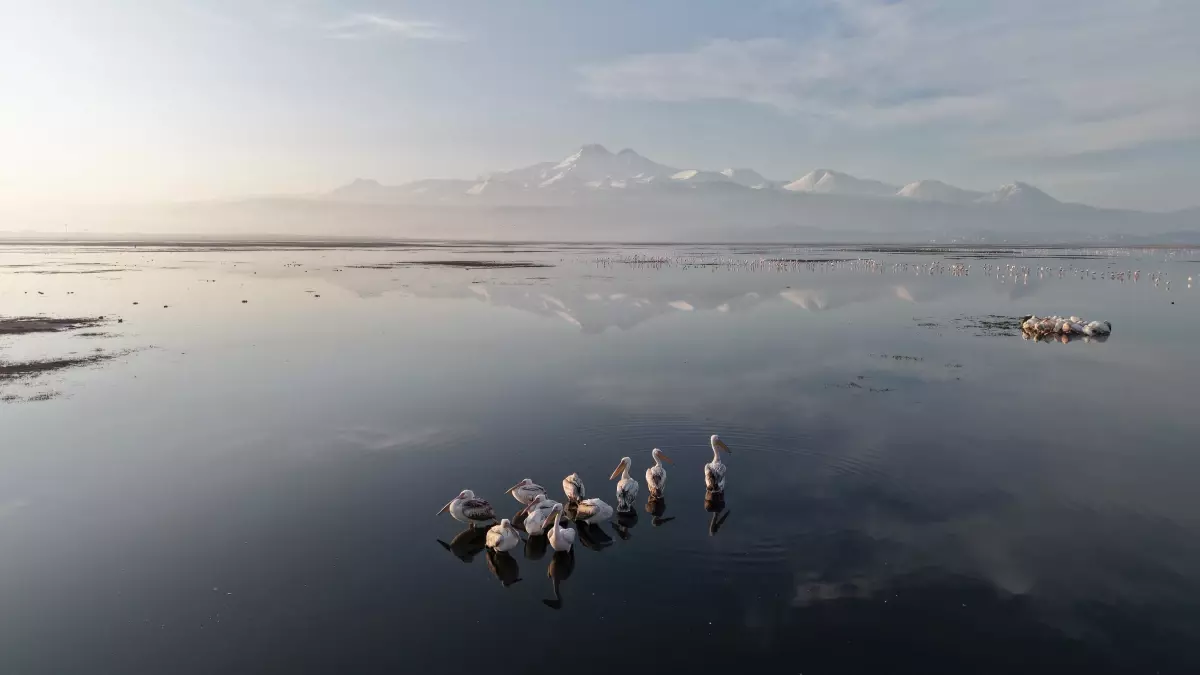 Kayseri\'nin ilk pelikanları geldi