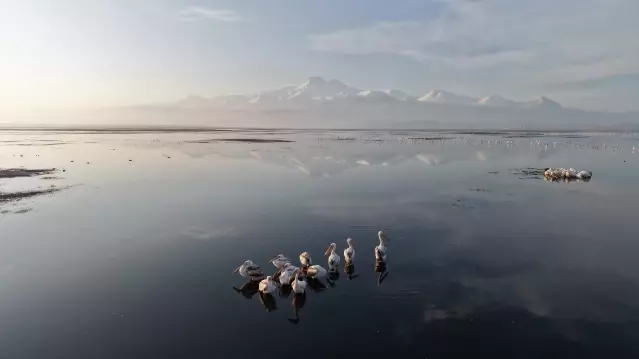Kayseri’nin ilk pelikanları geldi