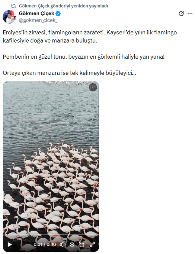 Kayseri'de eşsiz görüntü! Yılın ilk flamingo kafilesi geldi