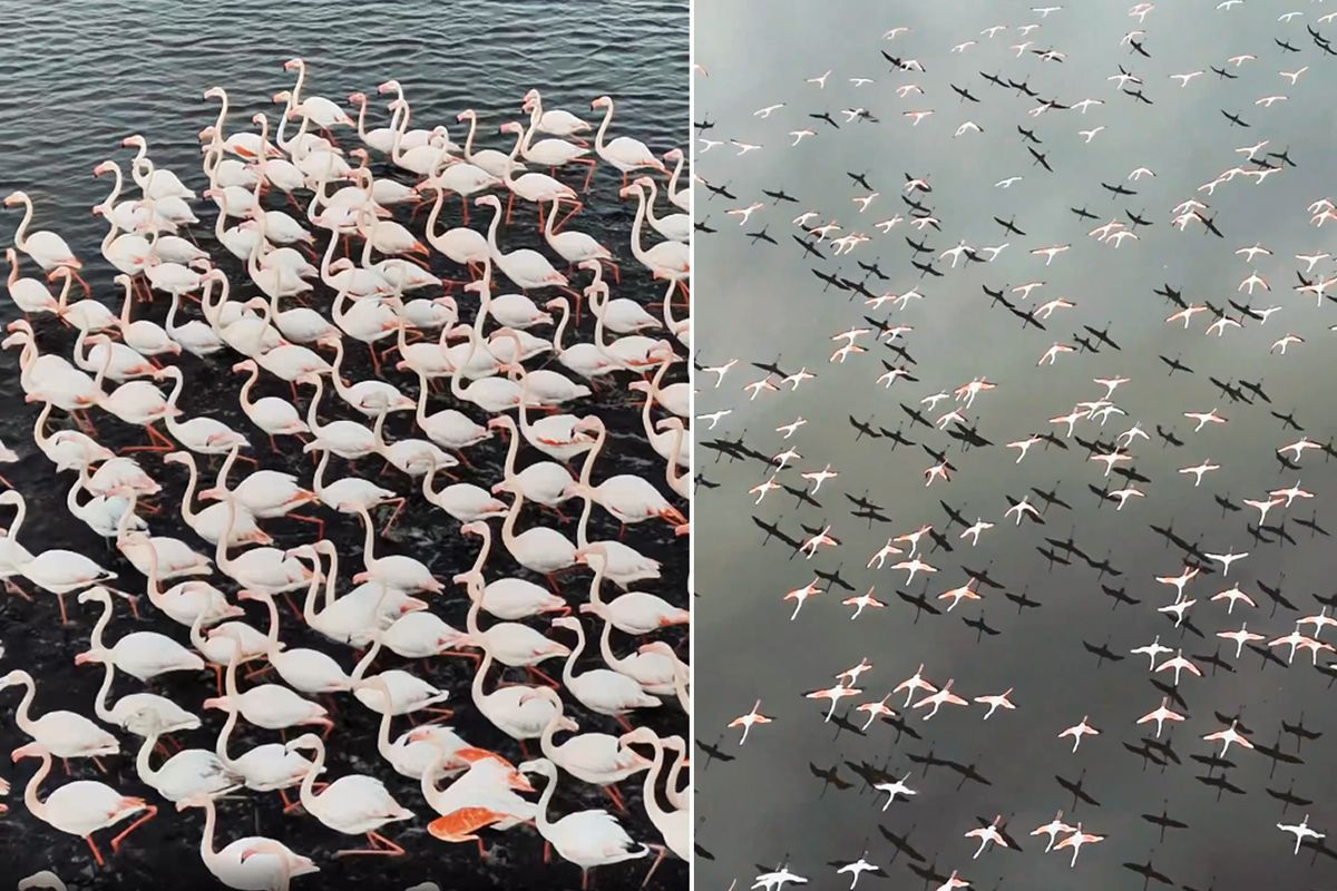 Kayseri\'de eşsiz görüntü! Yılın ilk flamingo kafilesi geldi
