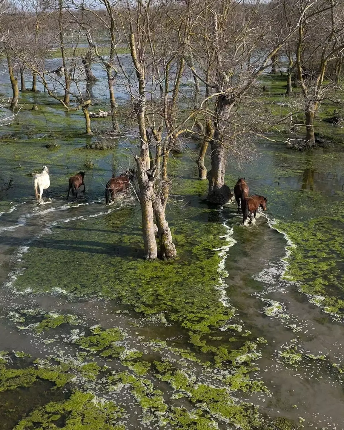 Kızılırmak Deltası\'nda Yılkı Atları Görüntülendi