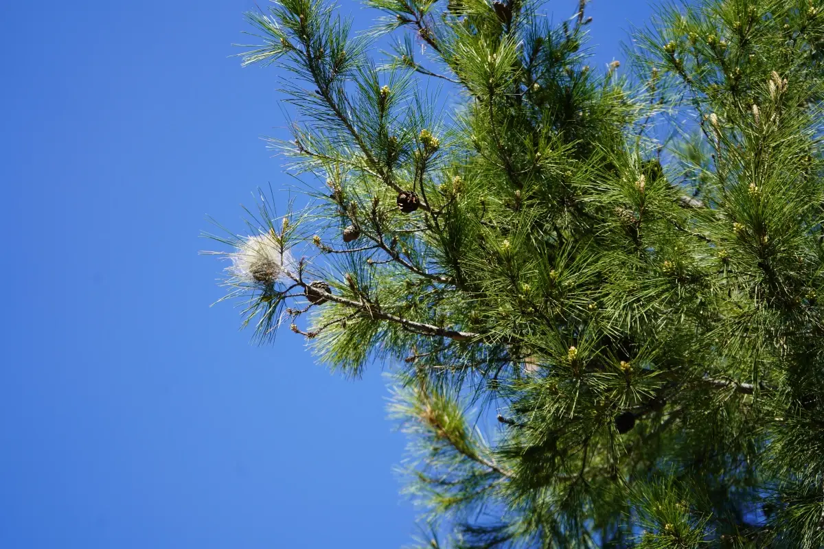 Çam Kese Tırtılı Dikkat Çekiyor