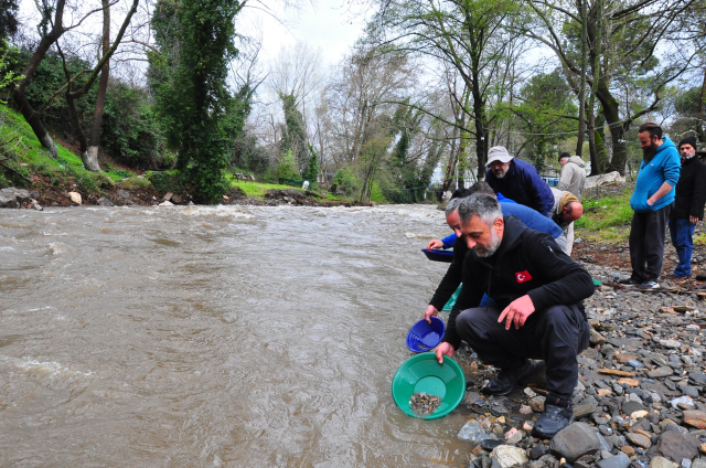 Dere yatağında ortaya çıkıyor, tasını kapan avuç avuç topluyor