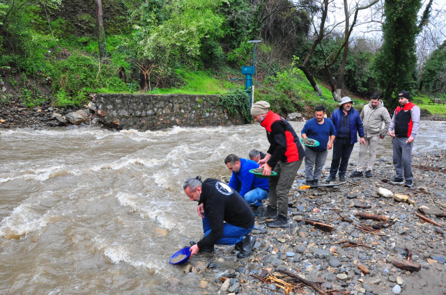 Dere yatağında ortaya çıkıyor, tasını kapan avuç avuç topluyor