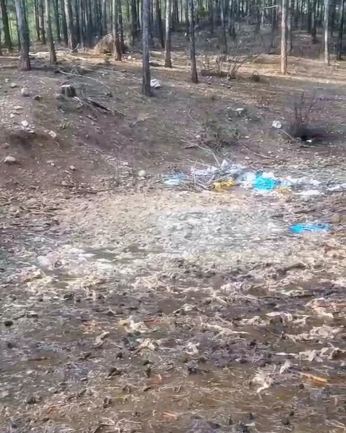 Tarsus\'ta Ormana Yüzlerce Ölü Tavuk Atıldı