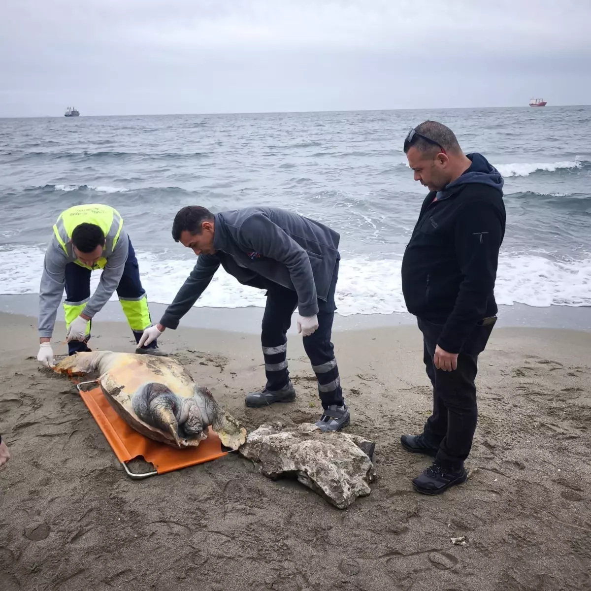Tekirdağ\'da Ölü Caretta Caretta Bulundu