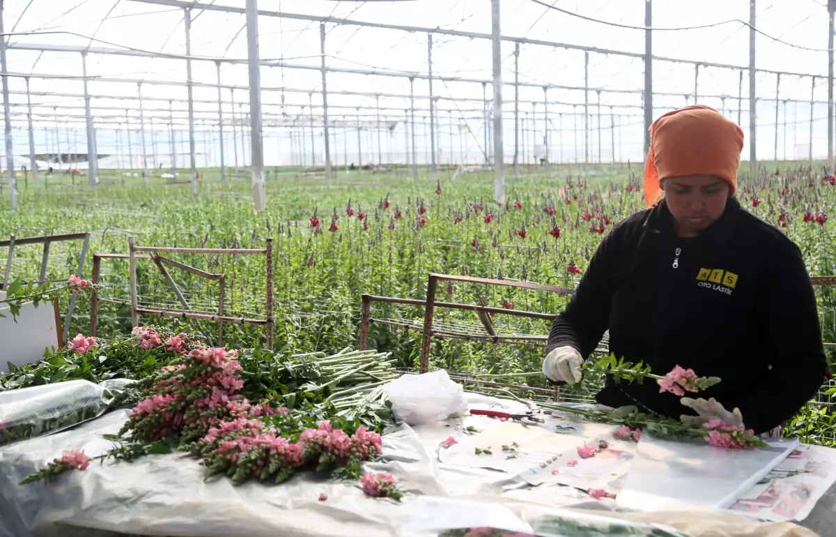 Antalya\'da Yeni Çiçek: Aslanağzı İhracata Başladı
