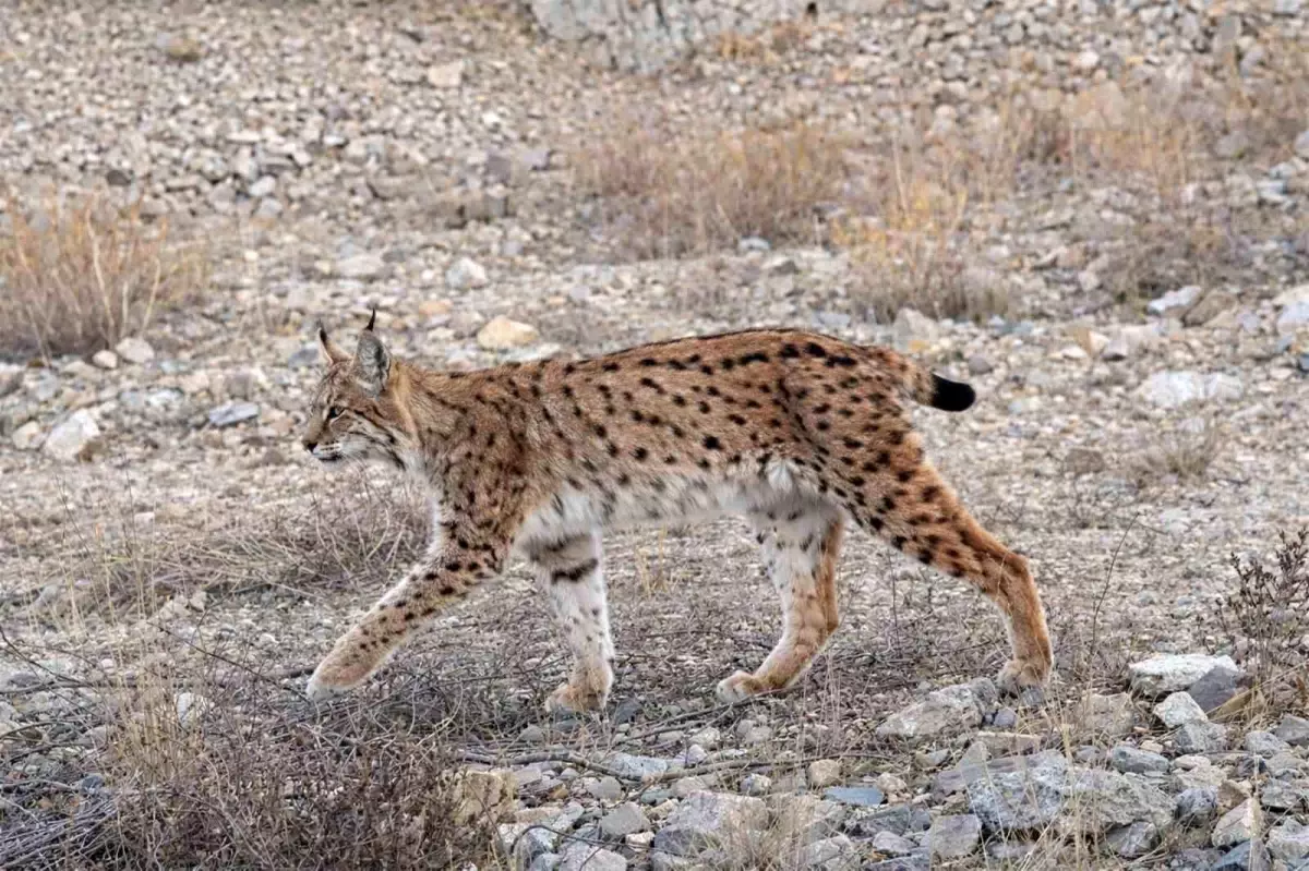 Kırıkkale\'de Vaşak ve Kurt Görüntülendi