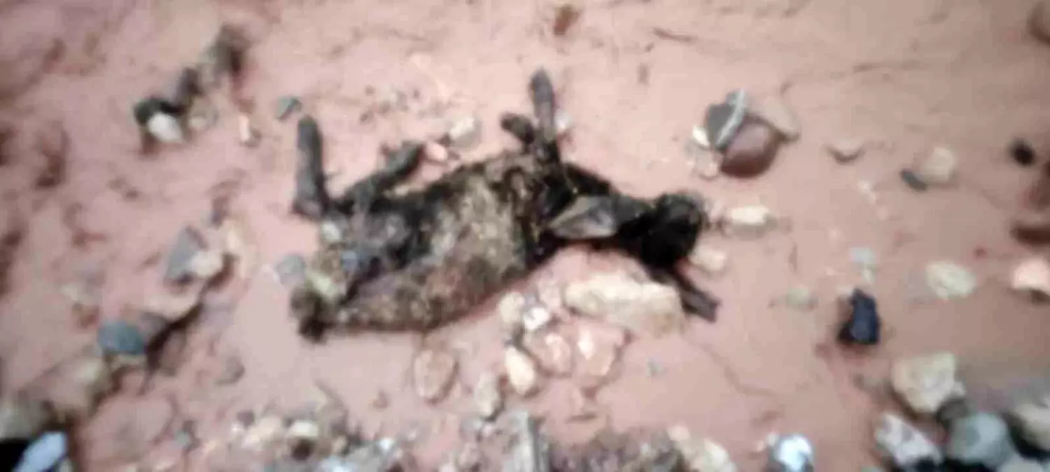 Sel, Şırnak\'ta Göçerleri Vurdu