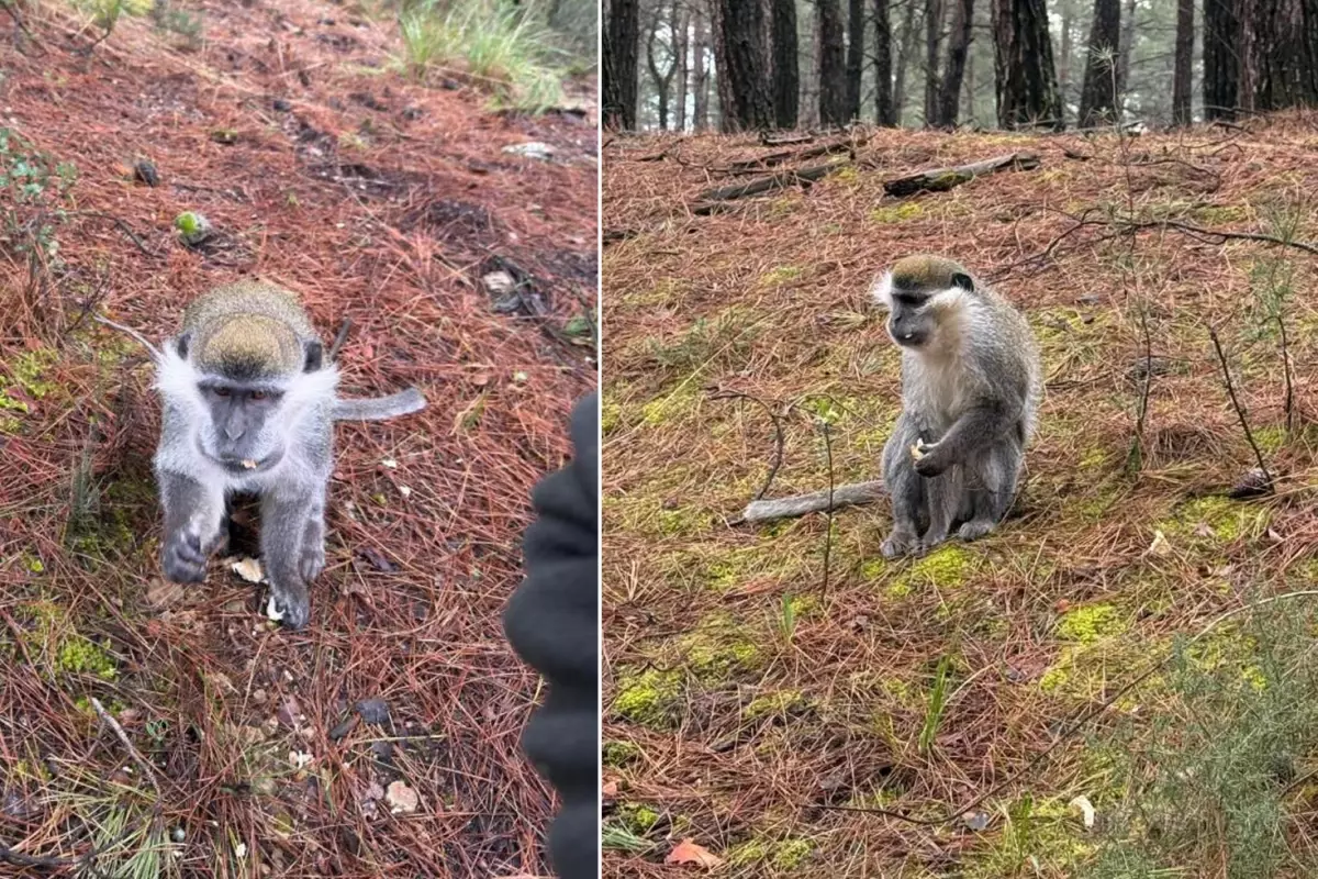 Afrika değil Denizli! Mantar aramak için çıktığı ormanda karşılaştığı hayvana bakın