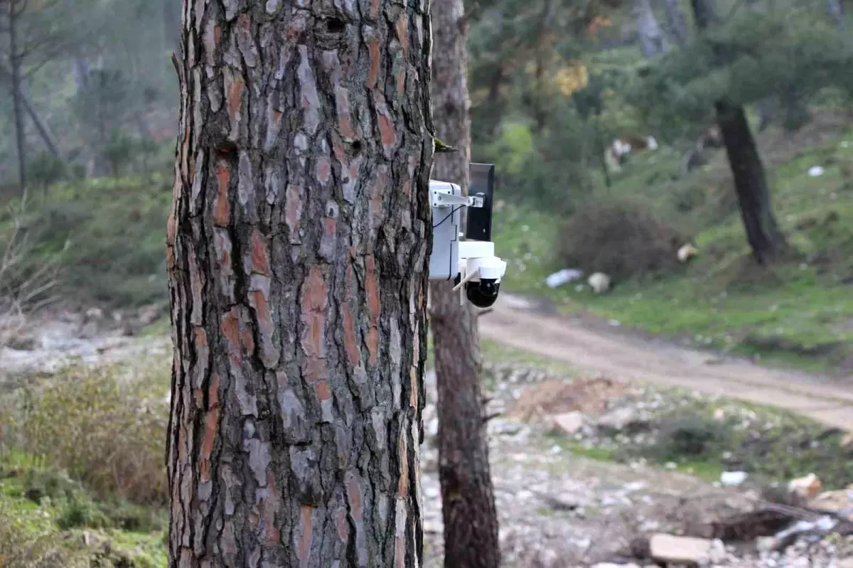 Çam Fıstığına Güvenlik Önlemi