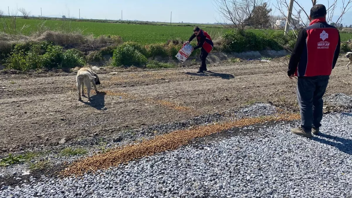 Flamingolar için doğaya yem bırakıldı