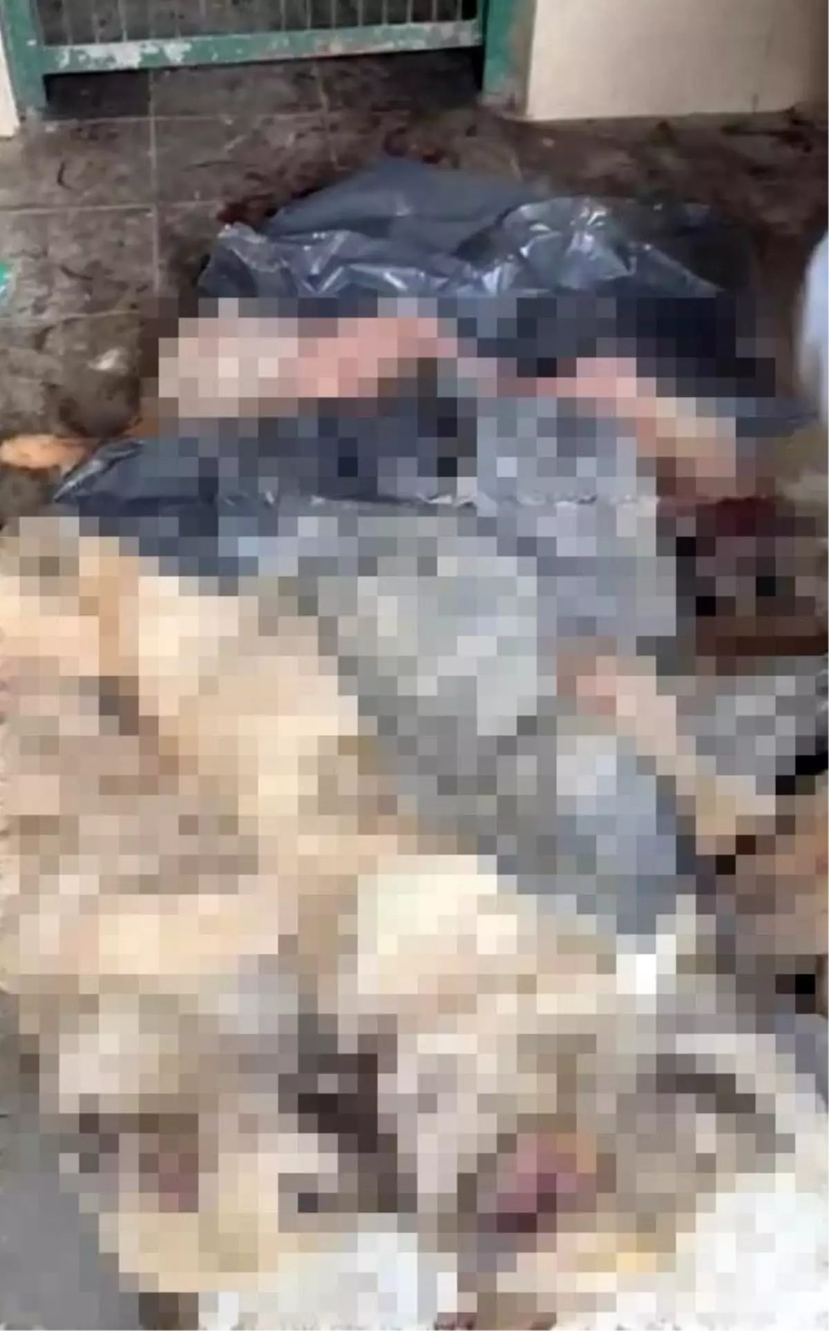 Bilecik\'te Köpekler Ölüme Terk Edildi