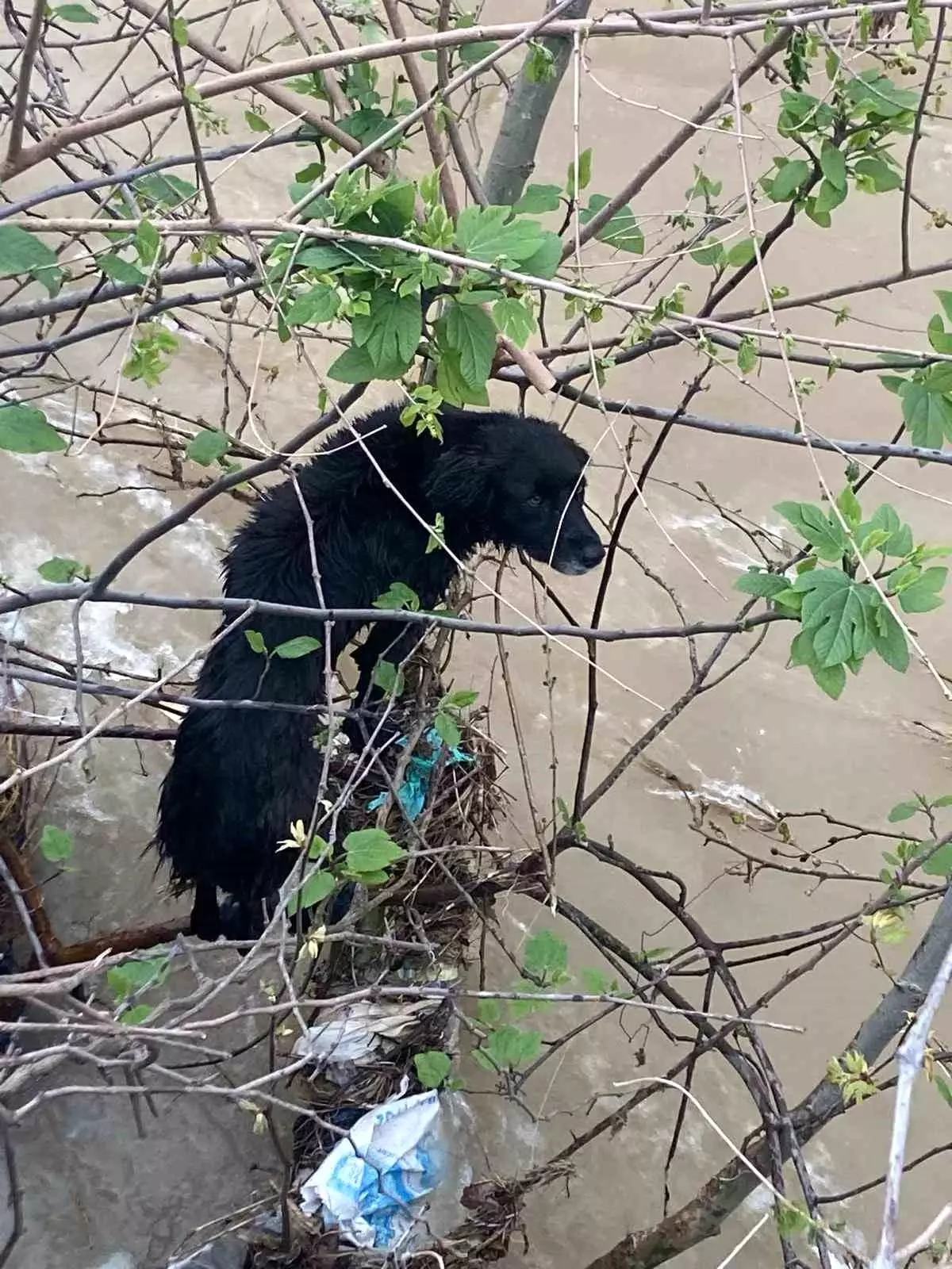 Hatay\'da Dereye Düşen Köpek Kurtarıldı