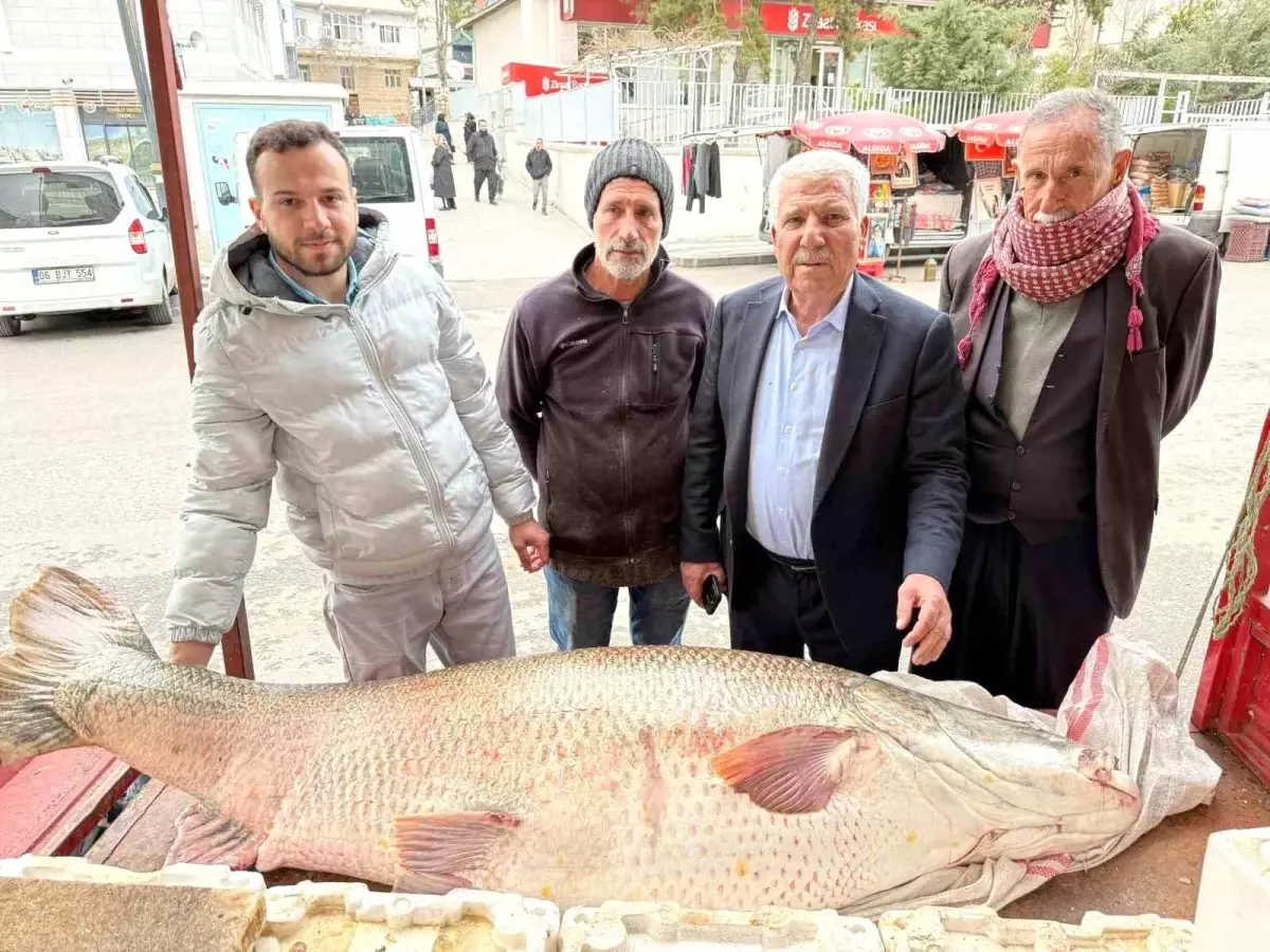Diyarbakır\'da 120 Kiloluk Dev Turna Balığı Yakalandı