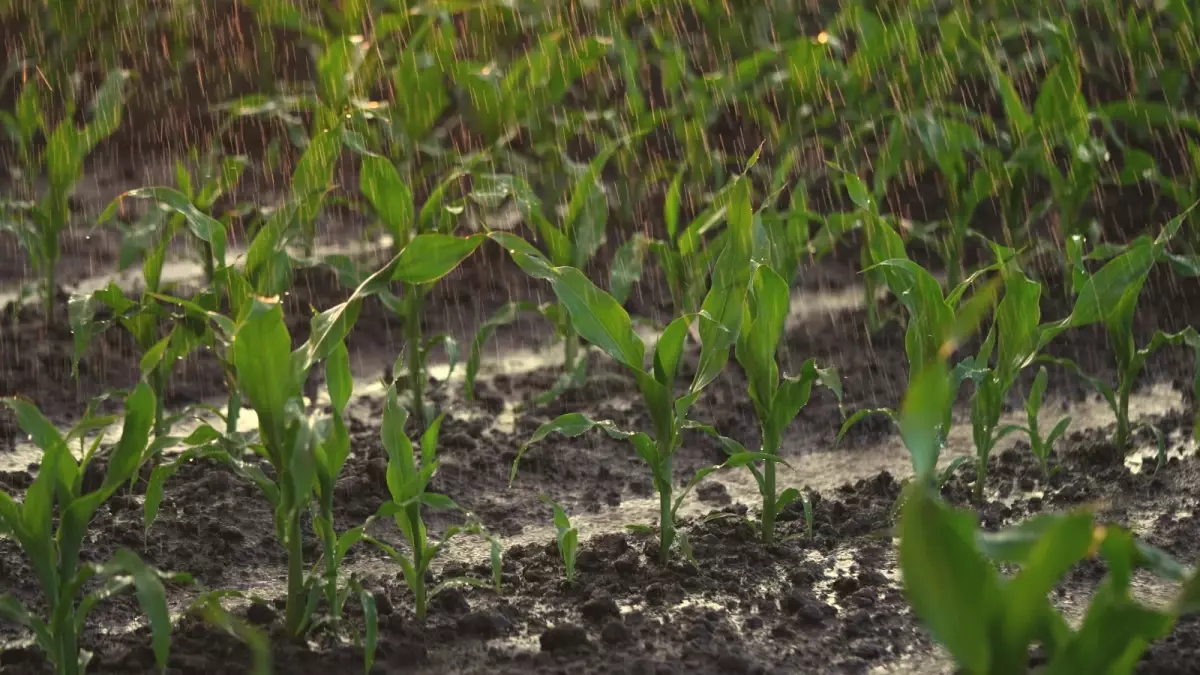 Konya Ovası\'nda Yağışlar ve Tarım Sorunları