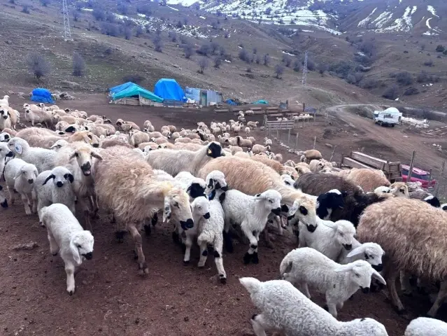 Erzincan’da Kuzuların Buluşma Anları