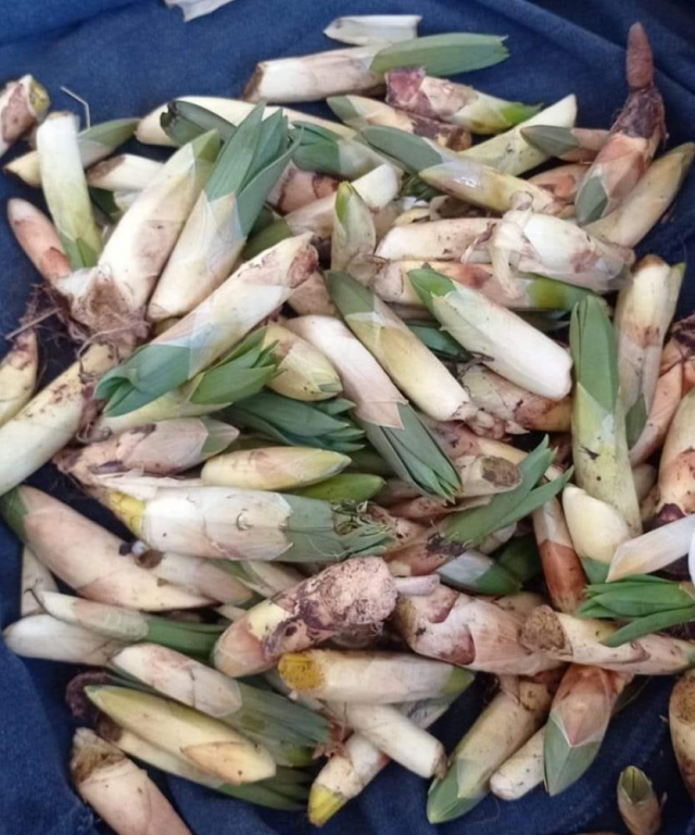 Kilosu 300 liradan satılıyor! Günde 21 bin lira kazanan var