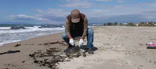 Kuşadası’nda Ölü Deniz Kaplumbağası Bulundu