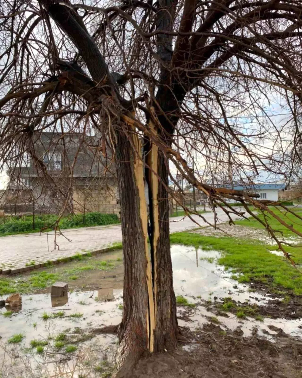 Kızıltepe\'de Yıldırım Ağaçı İkiye Ayırdı