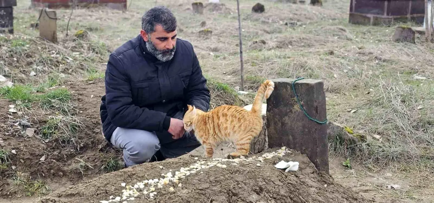 Kedilerden Vefa: Seyithan Balaman\'ın Mezarı Başında Bekliyorlar