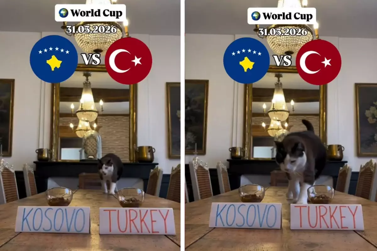\'\'Nimbus The King\'\' isimli kedi Kosova - Türkiye maçının kazananını tahmin etti