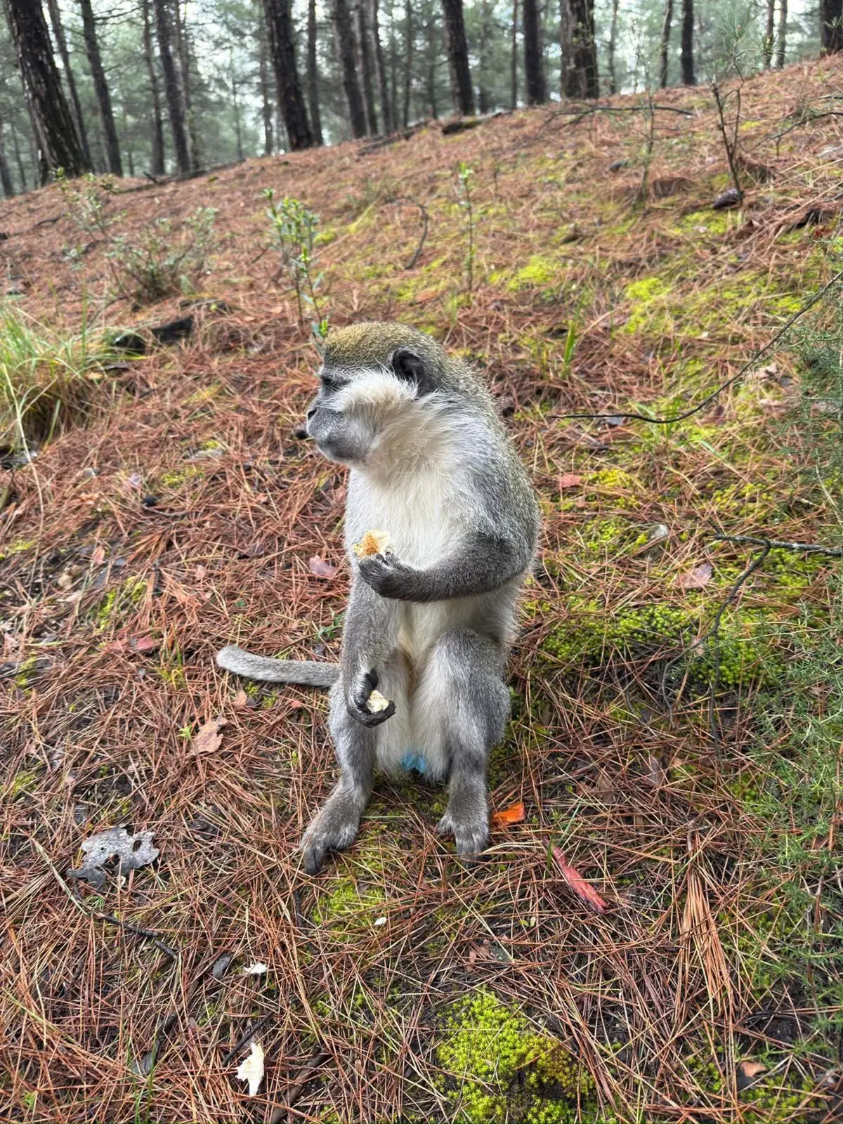 Denizli\'de Mantar Toplayan Adamın Maymunla İlgili Anıları